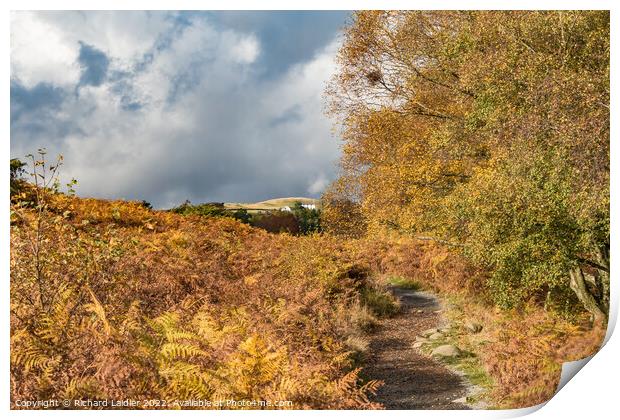 Autumn on the Pennine Way towards High Force, Teesdale  Print by Richard Laidler