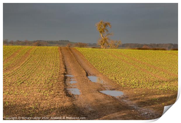 Winter Sun and Winter Beans Print by Richard Laidler