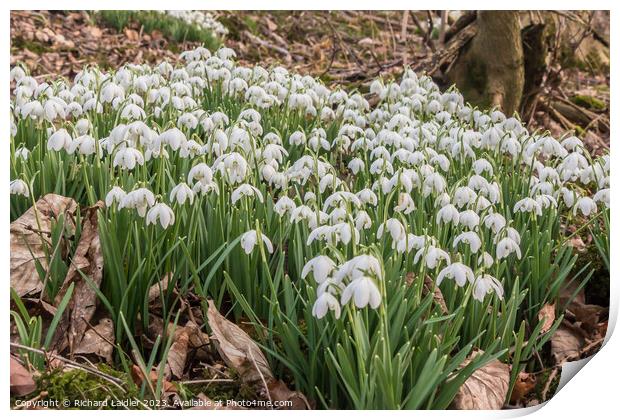 Snowdrops in Woodland Print by Richard Laidler