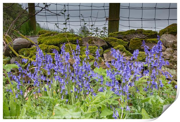 Wild English Bluebell Flowers  Print by Richard Laidler