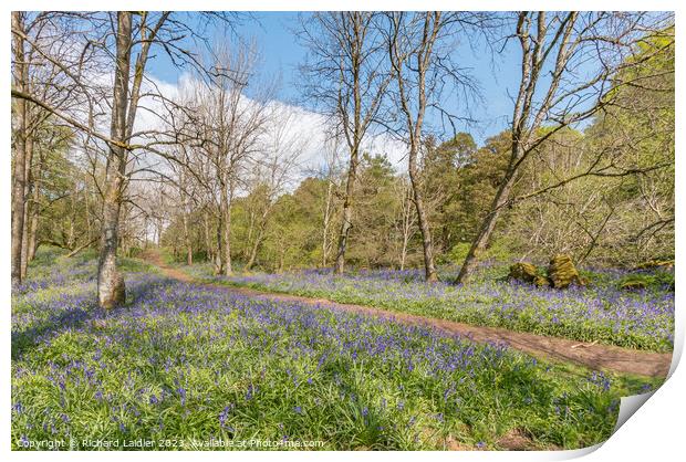 Flowering English Bluebells at Low Force (2) Print by Richard Laidler