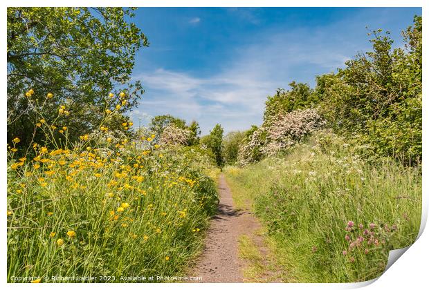 Summer Morning on the Tees Railway Walk at Mickleton (2) Print by Richard Laidler
