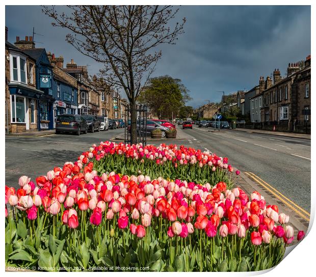 Galgate Tulips, Barnard Castle, Teesdale Print by Richard Laidler