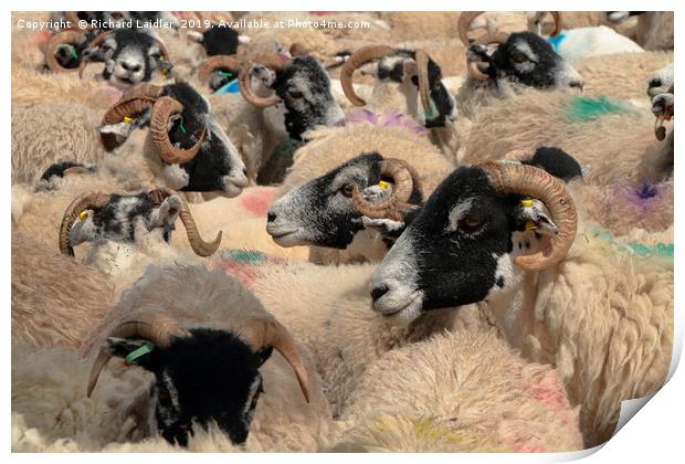 A Spectrum of Swaledales Print by Richard Laidler