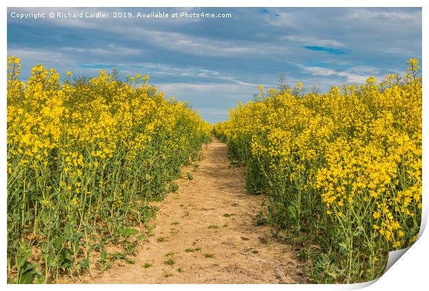 Tramline through Oilseed Rape Print by Richard Laidler