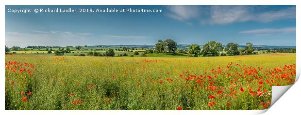 Field Poppies and Flowering Oilseed Rape Panorama Print by Richard Laidler