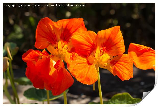 Orange Nasturtium Flowers Print by Richard Laidler