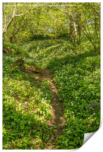 Woodland and Wild Garlic in Spring Print by Richard Laidler
