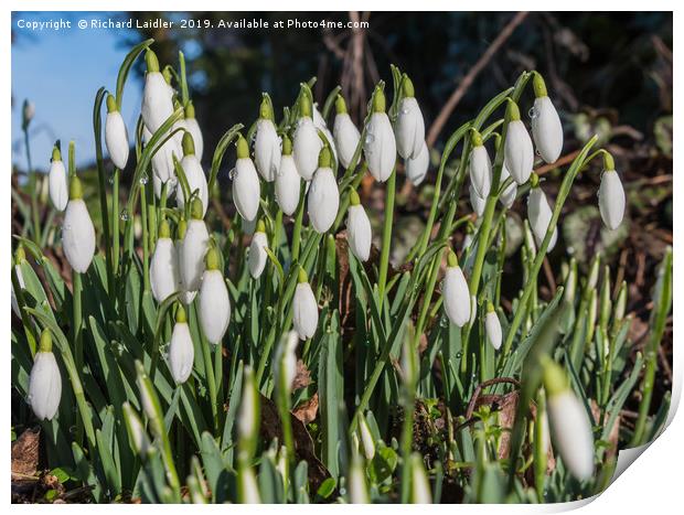 Snowdrops and Raindrops Print by Richard Laidler