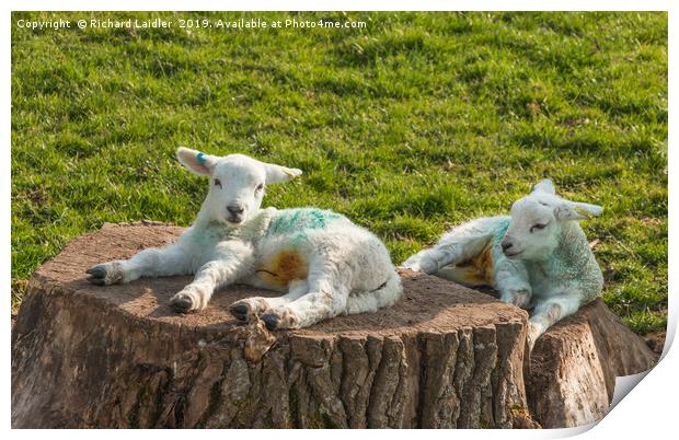 Two Newborn Lambs Posing on Tree Stumps Print by Richard Laidler