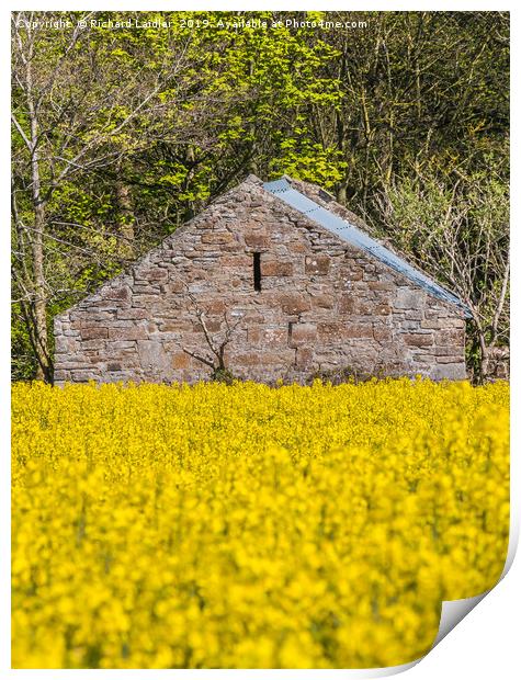 Old Barn and Flowering Rape Print by Richard Laidler