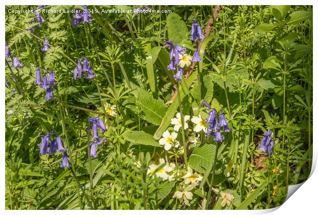 Bluebells and Primroses Print by Richard Laidler