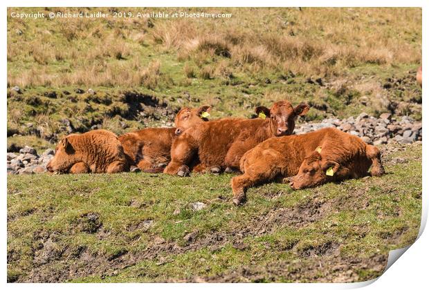 A Laziness of Bovines Print by Richard Laidler