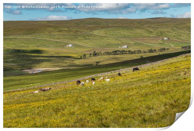 Cattle Grazing in Harwood, Upper Teesdale Print by Richard Laidler