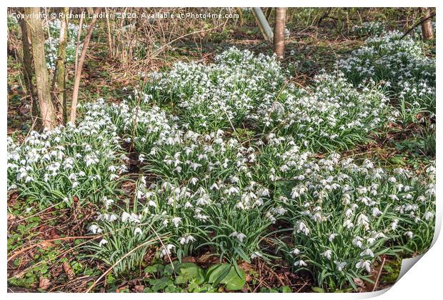 Woodland Snowdrops Print by Richard Laidler