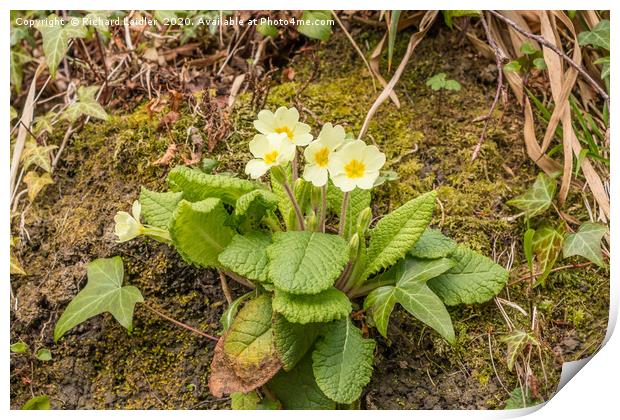 Spring Cheer - Flowering Wild Primrose Print by Richard Laidler