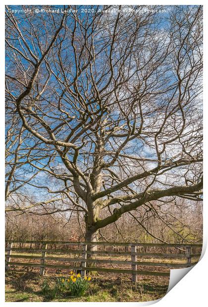 Copper Beech Silhouette Print by Richard Laidler