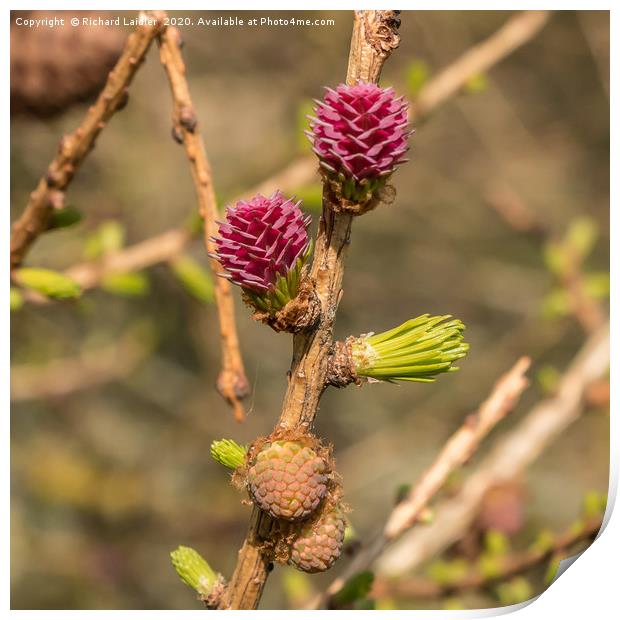 Spring Cheer - Female Larch Flowers Print by Richard Laidler