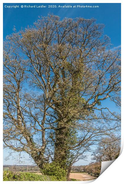 Spring Sycamore Print by Richard Laidler