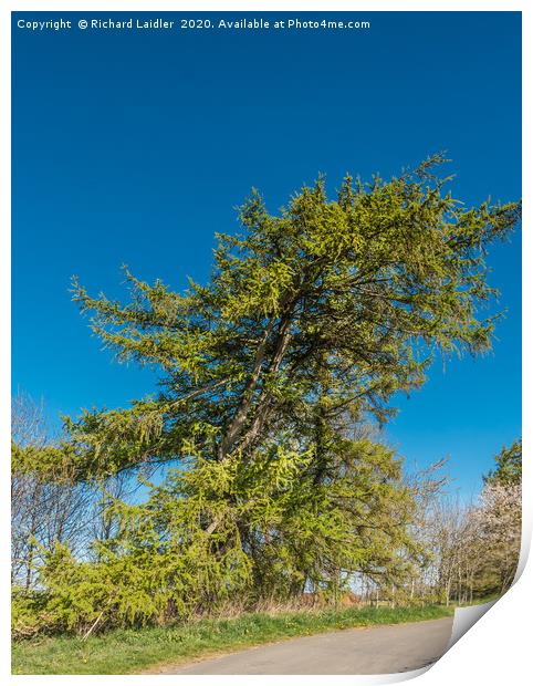 Spring Cheer - A Mature Roadside Larch Tree Print by Richard Laidler