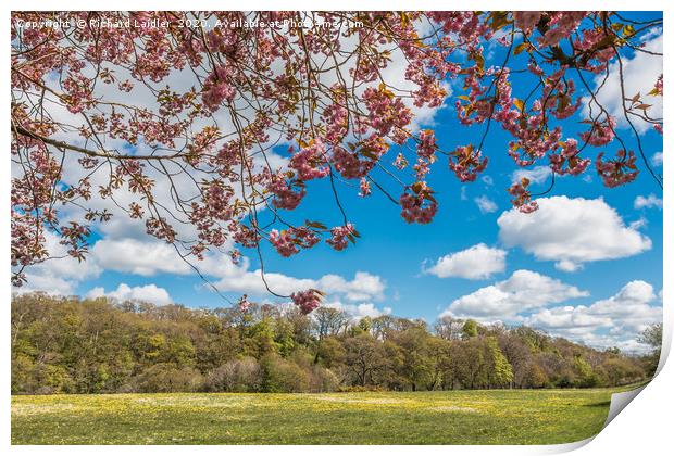 Spring Meadow at Whorlton, Teesdale Print by Richard Laidler