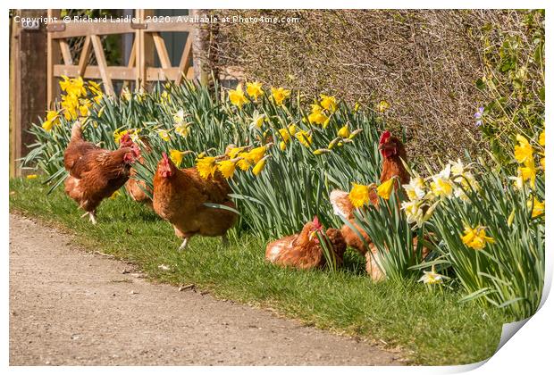 Spring Chickens Print by Richard Laidler