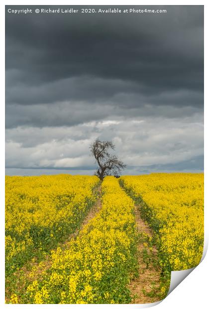 Dramatic Light and Oil Seed Rape Print by Richard Laidler