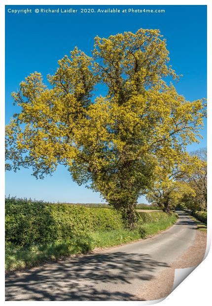 Golden Springtime Oak Tree Print by Richard Laidler