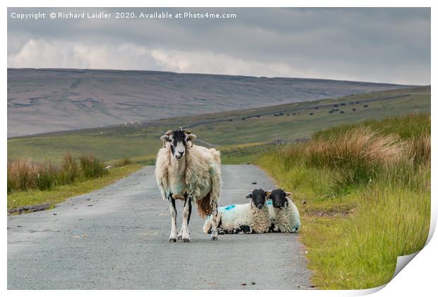 The Two of Ewe Print by Richard Laidler