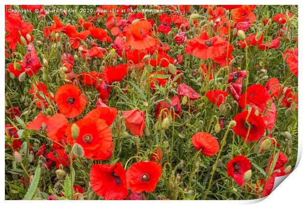 A Sea of Poppies Print by Richard Laidler