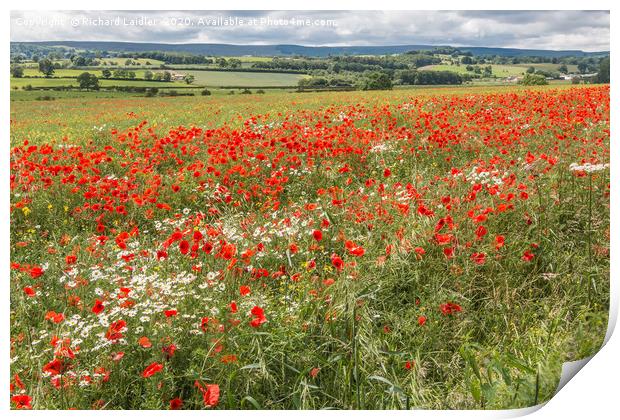Poppies and Ox-Eye Daisies Print by Richard Laidler