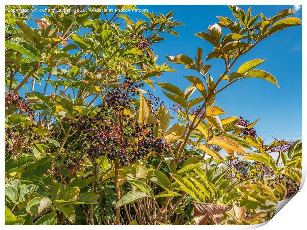 Hedgerow Fruits 2 Print by Richard Laidler