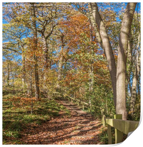 Stairway Through The Woods in Autumn Print by Richard Laidler