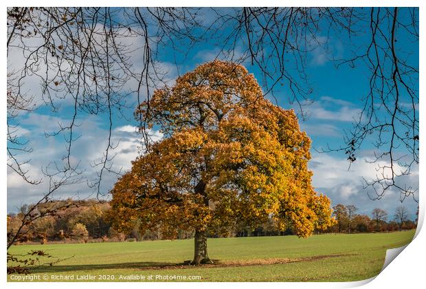 Solitary Autumn Oak Print by Richard Laidler