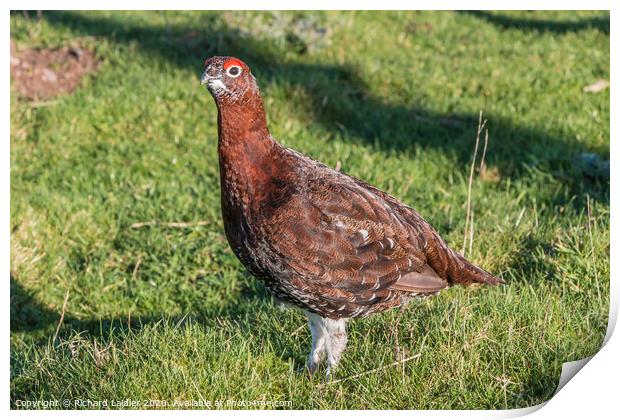 Red Grouse Closeup Print by Richard Laidler