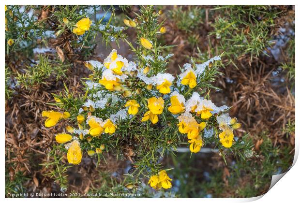 Flowering Gorse with Snow Print by Richard Laidler