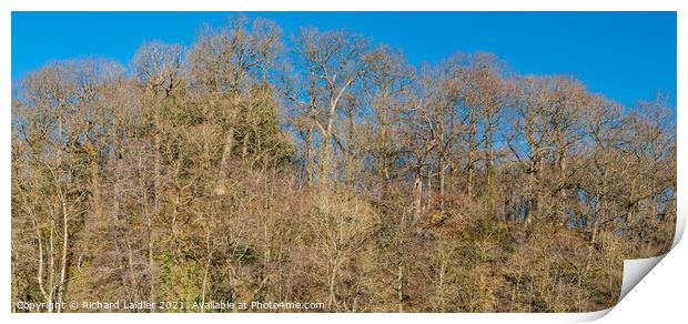 Bare Oak Woodland and Blue Sky in Winter Sunshine Print by Richard Laidler