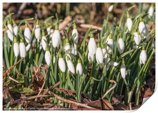 Flowering wild snowdrops Print by Richard Laidler