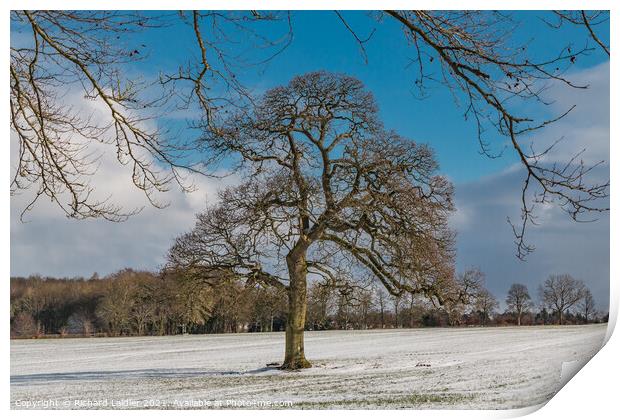 WOW - Winter Oak at Wycliffe Print by Richard Laidler
