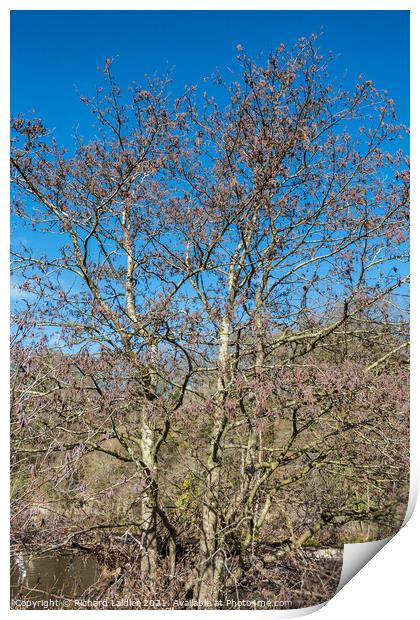 Alder Tree with Catkins Print by Richard Laidler