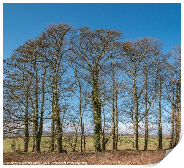Wycliffe Sycamores in Early Spring Sunshine Print by Richard Laidler
