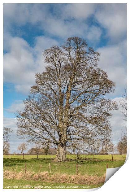 Hutton Hall Sycamore Silhouette Print by Richard Laidler