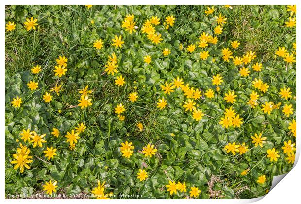 Flowering Lesser Celandines Print by Richard Laidler