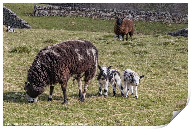 Dutch Spotted Ewe and Lambs Print by Richard Laidler