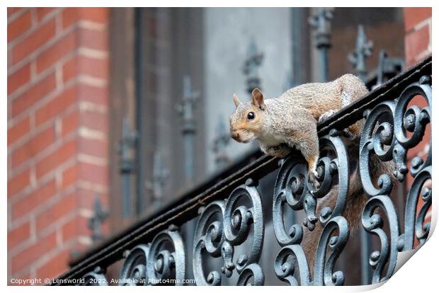Squirrel climbing a balcony in Boston, MA Print by Lensw0rld 