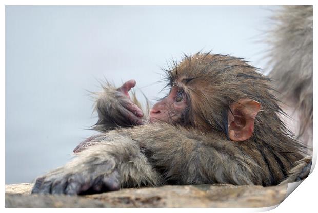 Baby snow monkey in a hot spring Print by Lensw0rld 