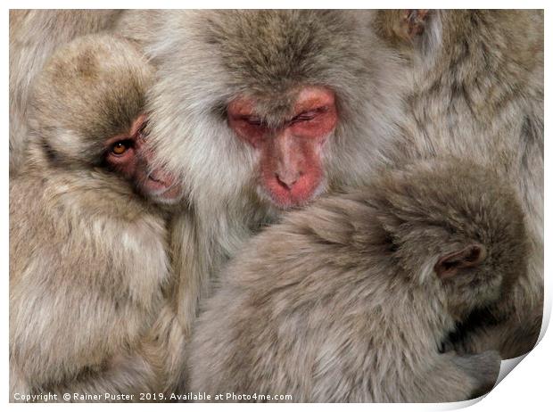 Japanese snow monkey family cuddling up Print by Lensw0rld 