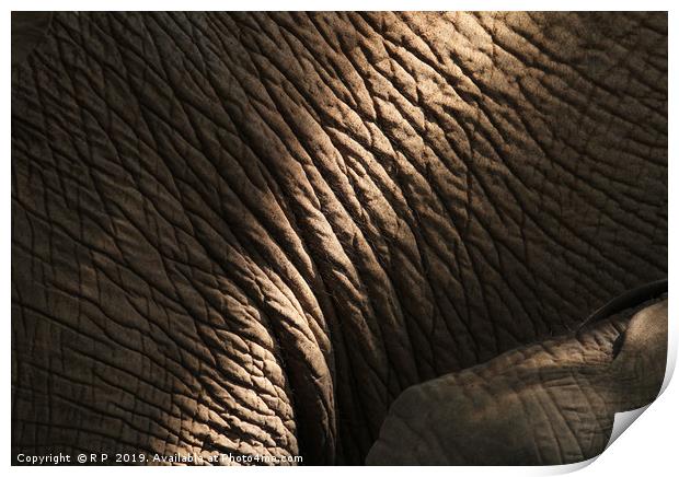 Getting close to an elephant - detail of elephant  Print by Lensw0rld 