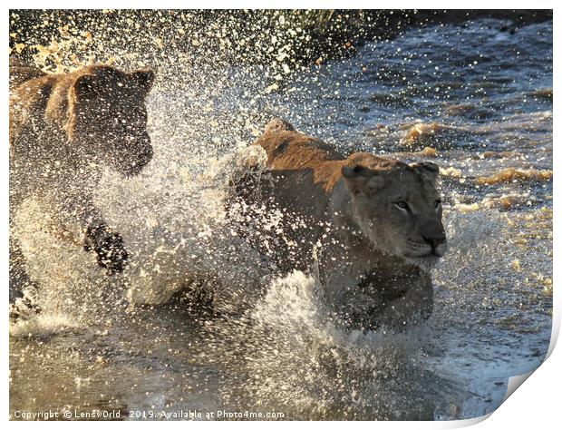 Young lions running through a pond Print by Lensw0rld 