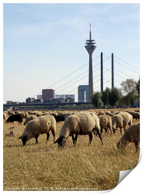 Grazing sheep in Düsseldorf, Germany Print by Lensw0rld 